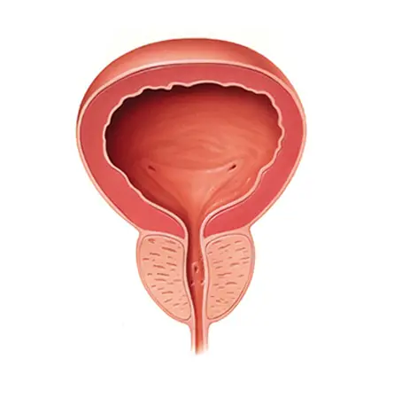 Stem Cells Prostate Cancer